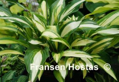 Hosta Celebration