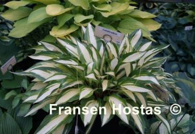 Hosta Celebration