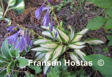 Hosta Celebration