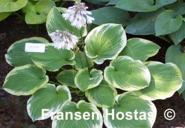 Hosta Celestial