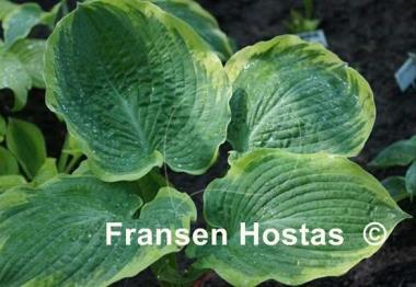 Hosta Celestial
