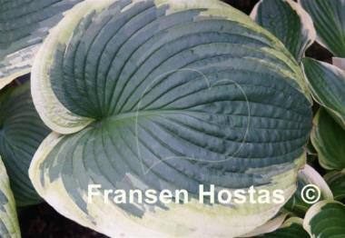 Hosta Celestial