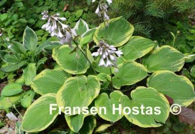 Hosta Celestial