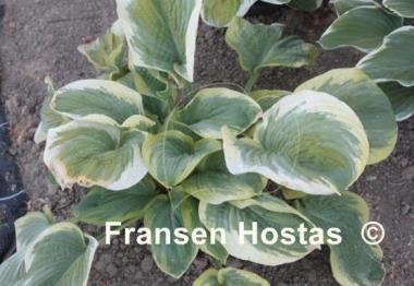 Hosta Celestial