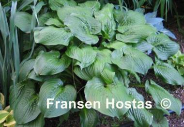 Hosta Celtic Bouquet