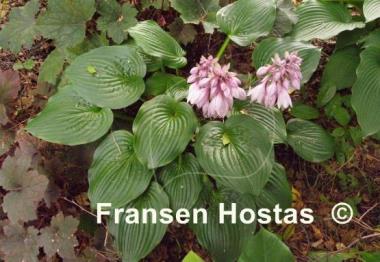 Hosta Celtic Bouquet