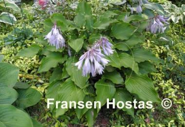 Hosta Celtic Dancer