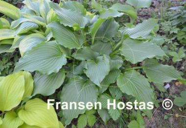 Hosta Celtic Dancer