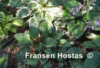 Hosta Celtic Uplands
