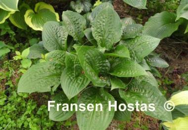 Hosta Celtic Uplands