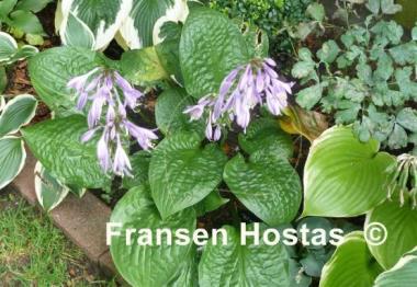 Hosta Celtic Uplands