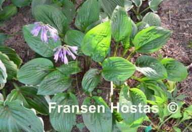 Hosta Celtic Uplands