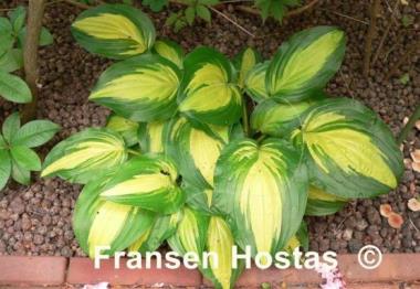 Hosta Center of Attention