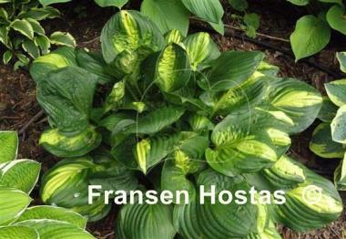 Hosta Center of Attention