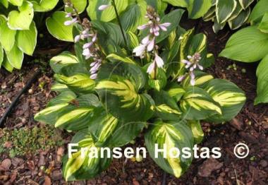Hosta Center of Attention