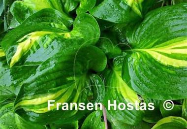 Hosta Center of Attention