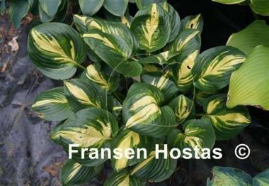Hosta Center of Attention