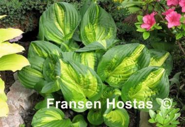 Hosta Center of Attention