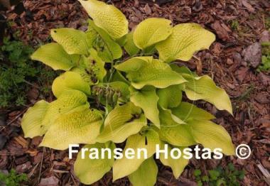 Hosta Centerfold