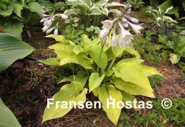 Hosta Centerfold