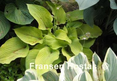 Hosta Centerfold