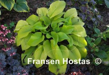 Hosta Centerfold