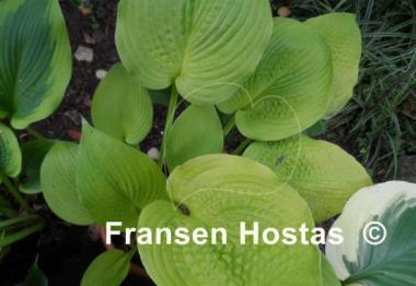 Hosta Centerfold