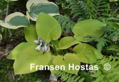Hosta Centerfold