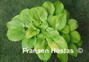 Hosta Centerfold