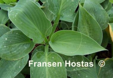 Hosta Cerulean Magic