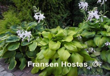 Hosta Cerveza