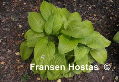 Hosta Cerveza