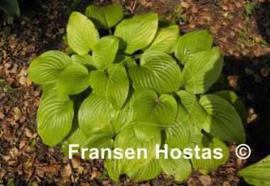 Hosta Cerveza
