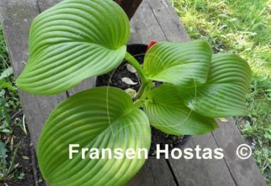 Hosta Cerveza