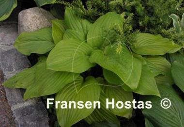 Hosta Cerveza
