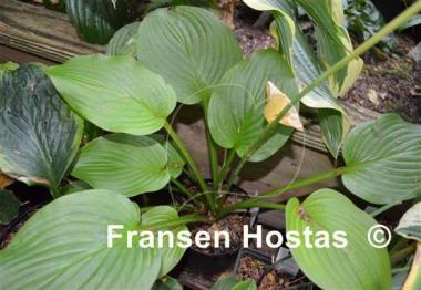 Hosta Cerveza