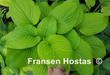 Hosta Cerveza