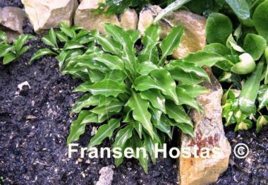 Hosta Chabo Unazuki