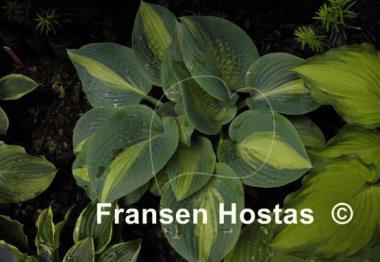 Hosta Chain Lightning