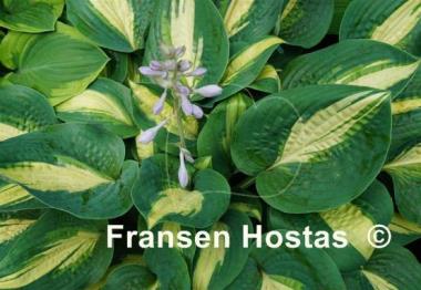 Hosta Chain Lightning