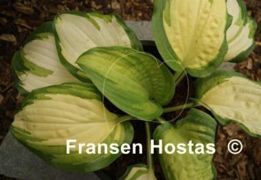 Hosta Champagne Toast