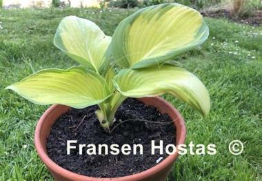 Hosta Champagne Toast