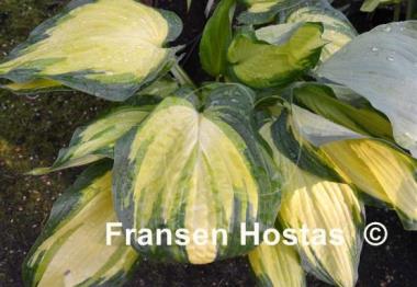 Hosta Champagne Toast