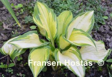 Hosta Champagne Toast