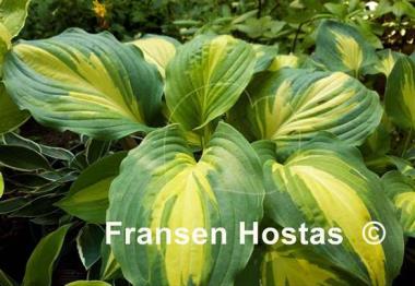 Hosta Champagne for All