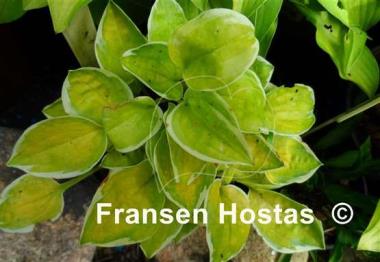 Hosta Change of Heart