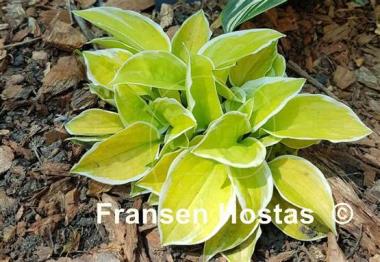 Hosta Change of Heart