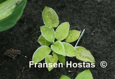 Hosta Change of Heart