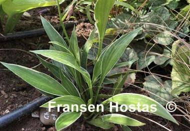Hosta Change of Tradition