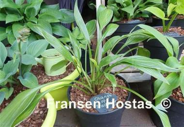 Hosta Change of Tradition